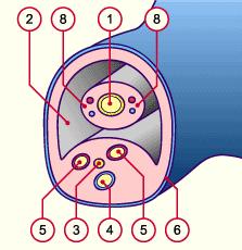 media/module10/f7_atranverse.gif