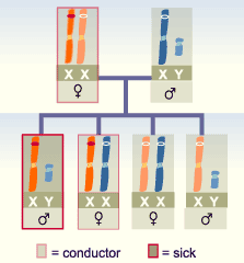 media/module11/k1c_rezessivX.gif