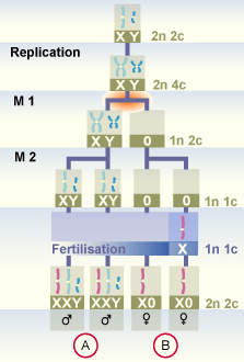 media/module11/k2a_TrisMonX.gif