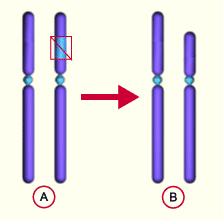 media/module11/k2c_deletion.gif