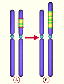 chromosomale Duplikation