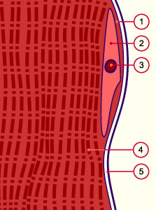 media/module14/m2c_muskelfaser.jpg