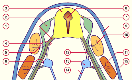 media/module14/m3h_innervation.gif