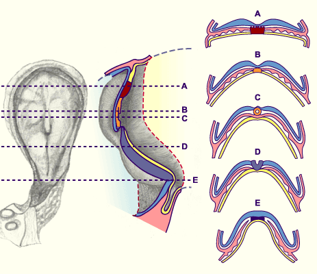 media/module14/m4a_embryoSt8.gif