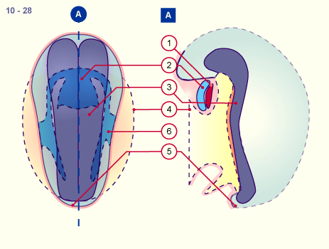 media/module16/p1_pericardfruh10.gif