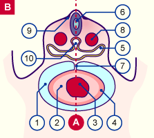 media/module16/p1c_TransversalSt10.gif