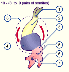 media/module16/p1g2_herzentwick10.gif