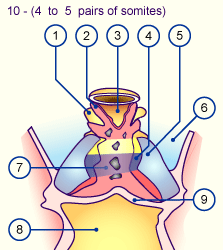 media/module16/p1pop_Herzfront1.gif