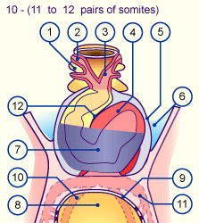 media/module16/p1pop_Herzfront3.gif