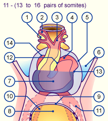 media/module16/p1pop_Herzfront4.gif