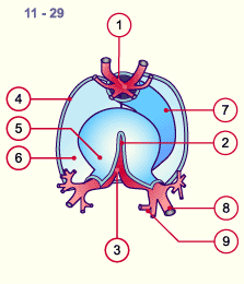 media/module16/p1pop_pericardspat11.gif