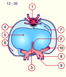 media/module16/p1pop_pericardspat12.gif