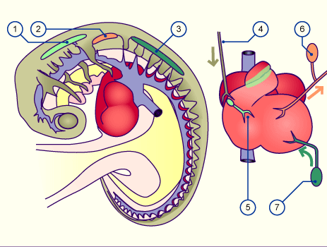 media/module16/p4b_innervation.gif