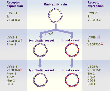 media/module16/p5b_Blut_Lymphe.gif