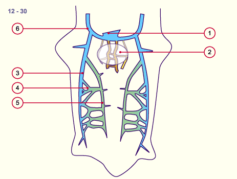 media/module16/p6_kardinalvenen12a.gif