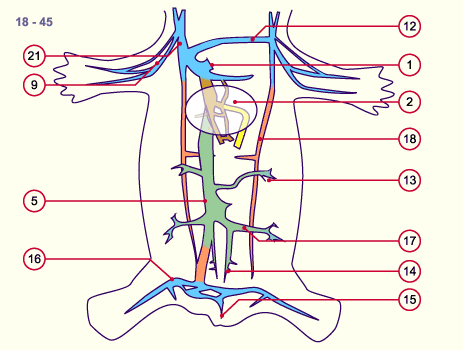 media/module16/p6_kardinalvenen18c.gif