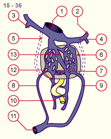 media/module16/p6b2_VenenUmbilical15.gif