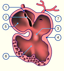 4 pulmonary veins