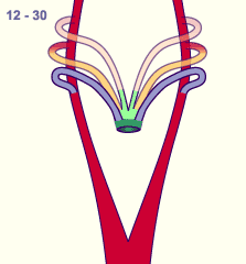 media/module16/p7_Aortenbogen12.gif