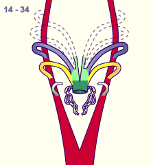 media/module16/p7_Aortenbogen14b.gif