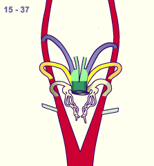 media/module16/p7_Aortenbogen15b.gif