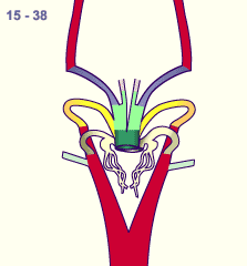 media/module16/p7_Aortenbogen15c.gif