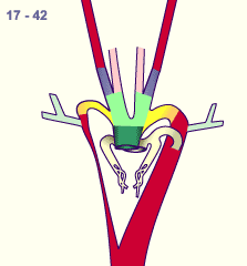 media/module16/p7_Aortenbogen17b.gif