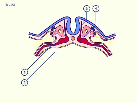 media/module16/p7b1_AortaDorsal8.gif