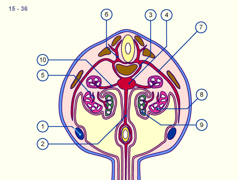 media/module16/p7b3_AortaDorsal15.gif