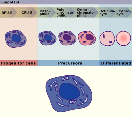 media/module17/q1_Erythro01.jpg