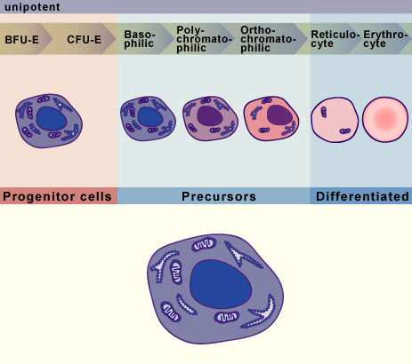 media/module17/q1_Erythro02.jpg