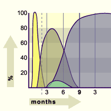 media/module17/q1c_blutbildung.gif