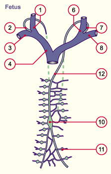 media/module17/q2h_lymphsystemAdult.gif