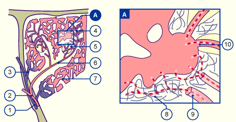 media/module17/q2j_milzschema.gif