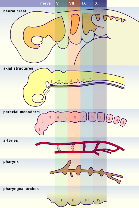 Introduction embryology.ch