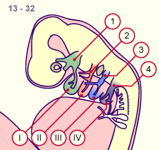 media/module19/s1c1_Pharpouchembry.gif