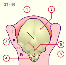 media/module19/s1h4_Zunge4.gif