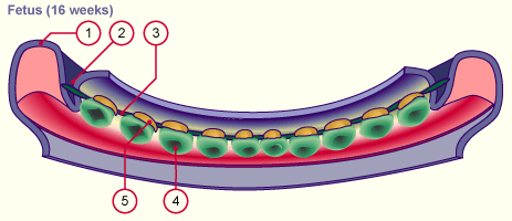 media/module19/s1j3_Zahnleiste3a.gif