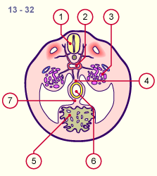 media/module19/s2b1_Mesogastrium13.gif