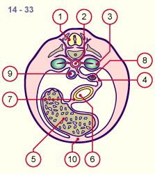 media/module19/s2b2_Mesogastrium14.gif