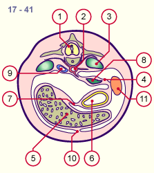 media/module19/s2b3_Mesogastrium17.gif