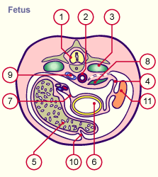 media/module19/s2b4_MesogastriumFetus.gif