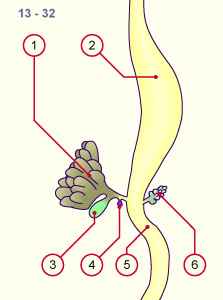 media/module19/s6a1_Pankreas13.gif