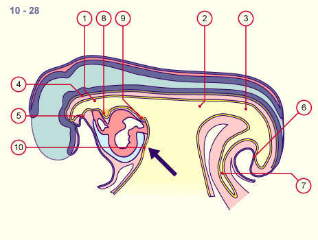 media/module19/s7a_Flexion2Leber.gif