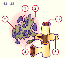 media/module19/s7b_LeberGalleSeitlich.gif