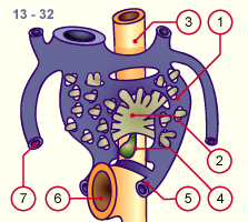 media/module19/s7c_LeberGallefrontal.gif