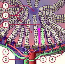 media/module19/s7i_LeberArchit.gif