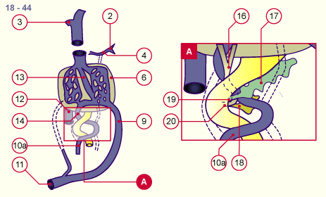 media/module19/s7l3_VenenUmbilical18.gif