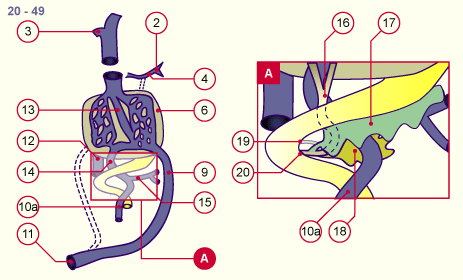 media/module19/s7l4_VenenUmbilical20.gif