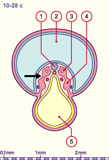 media/module20/t2a_cstad11_28c.gif